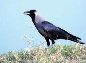 Read more about the article कावळा (Crow)