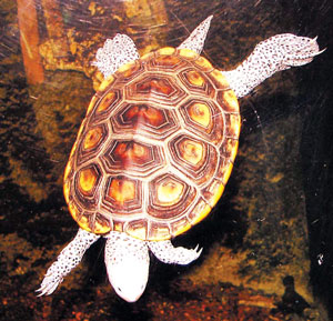 कासव (Tortoise)