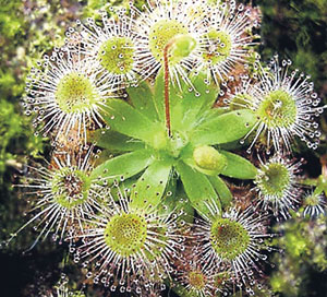 Read more about the article कीटकभक्षक वनस्पती (Insectivorous plants)