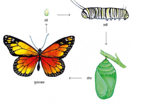 कीटकाचे जीवनचक्र (Life-cycle of insect)