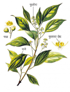 Read more about the article कुचला (Nux-vomica)