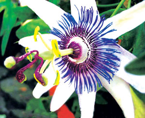Read more about the article कृष्णकमळ (Passion flower)