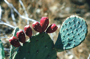 Read more about the article कॅक्टेसी (Cactaceae)