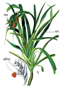 Read more about the article केवडा (Screw pine)