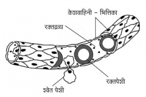 Read more about the article केशवाहिनी (Capillary)