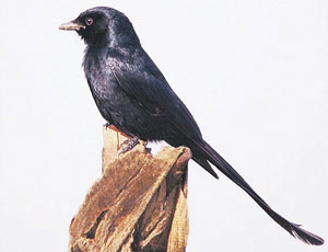 Read more about the article कोतवाल (Drongo)