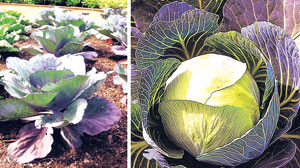 Read more about the article कोबी (Cabbage)