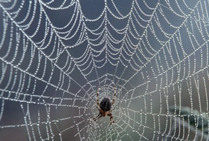 Read more about the article कोळी (Spider)