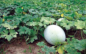 Read more about the article कोहळा (Ash gourd)