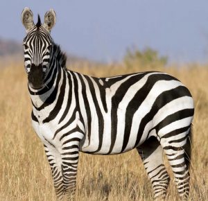 झीब्रा (Zebra)