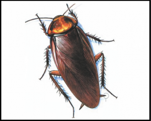 झुरळ (Cockroach)