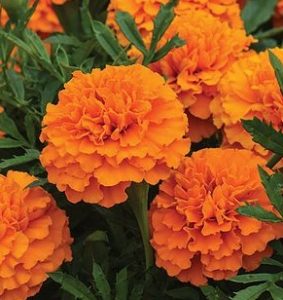 Read more about the article झेंडू (Marigold)