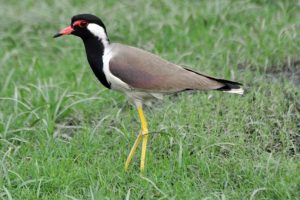 Read more about the article टिटवी (Lapwing)