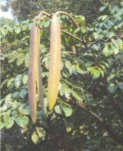 टेटू (Indian trumpet tree)