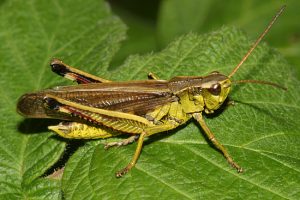 Read more about the article टोळ (Locust)