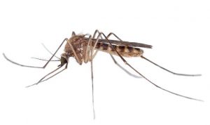 Read more about the article डास (Mosquito)