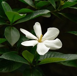 Read more about the article डिकेमाली (Gummy gardenia)