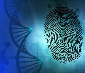 डीएनए अंगुलीमुद्रण (DNA fingerprinting)