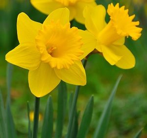 डॅफोडिल (Daffodil)