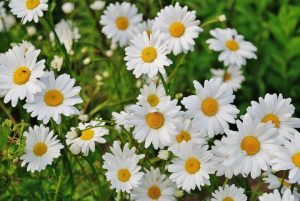 Read more about the article डेझी (Daisy)