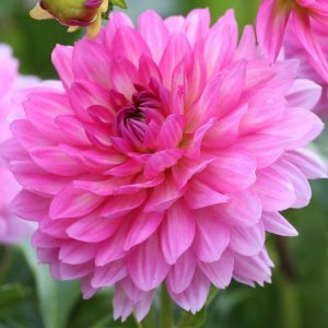 Read more about the article डेलिया (Dahlia)