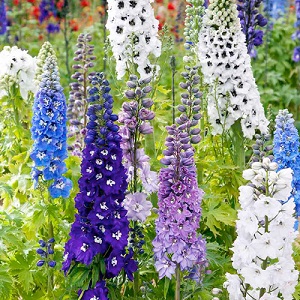 Read more about the article डेल्फिनियम (Delphinium)