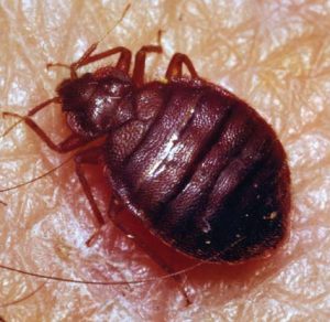 Read more about the article ढेकूण (Bedbug)