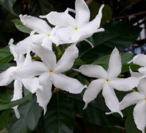 Read more about the article तगर (Crape jasmine)
