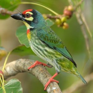 Read more about the article तांबट (Coppersmith barbet)