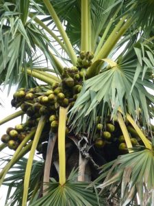 Read more about the article ताड (Palmyra palm)