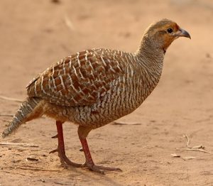 Read more about the article तितर (Partridge)