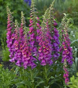 Read more about the article तिलपुष्पी (Foxglove)