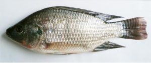Read more about the article तिलापी (Tilapia)