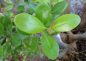 Read more about the article तिवर (White mangrove)