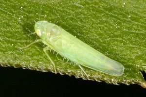 Read more about the article तुडतुडा (Leaf hopper)