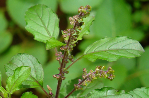 Sacred basil