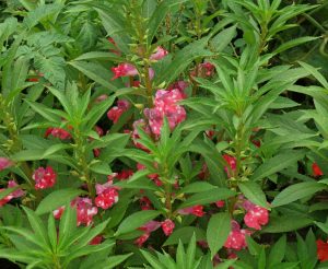 Read more about the article तेरडा (Garden balsam)