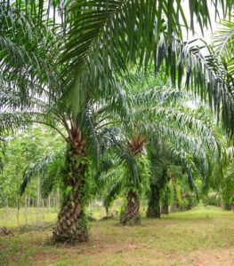 तेलमाड (Oil palm)