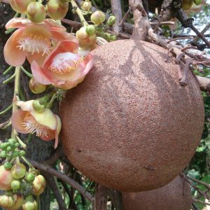 Read more about the article तोफगोळा वृक्ष (Cannon-ball tree)