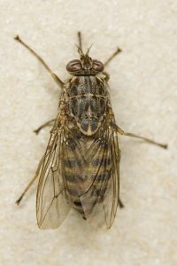 त्सेत्से माशी (Tsetse fly)