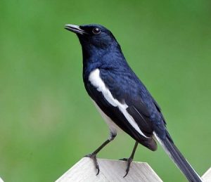 Read more about the article दयाळ (Magpie robin)
