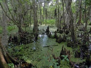 दलदल परिसंस्था (Swamp ecosystem)