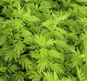 Read more about the article दवणा (Indian wormwood)