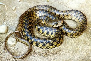 Read more about the article दिवड (Pond snake)
