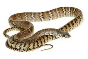 Read more about the article धामण (Rat snake)