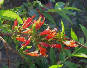 Read more about the article धायटी (Fire flame bush)