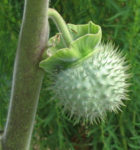 Read more about the article धोतरा (Thorn apple)