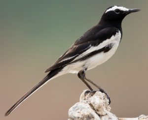 धोबी (Wagtail)