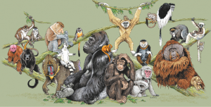 नर-वानर गण (Primates)