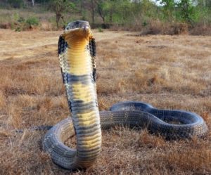 Read more about the article नागराज (King cobra)